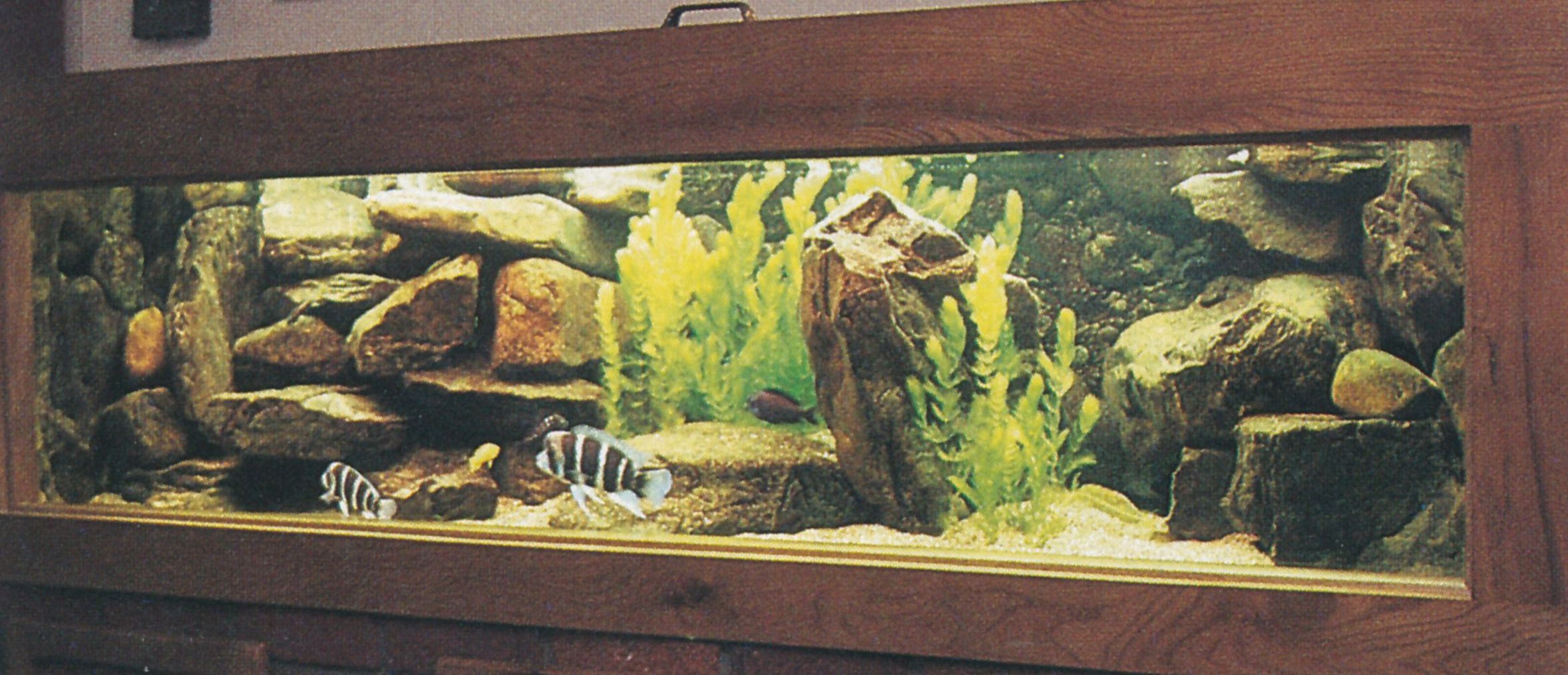 Het kampioens vivarium De kampioen
